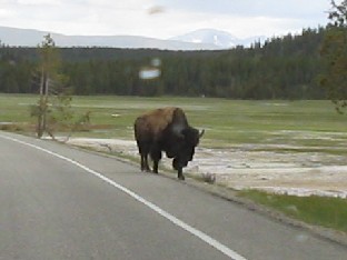 Buffalo in road