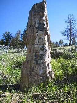 Petrified Tree