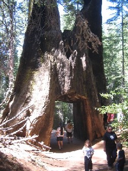 Tunnel Tree